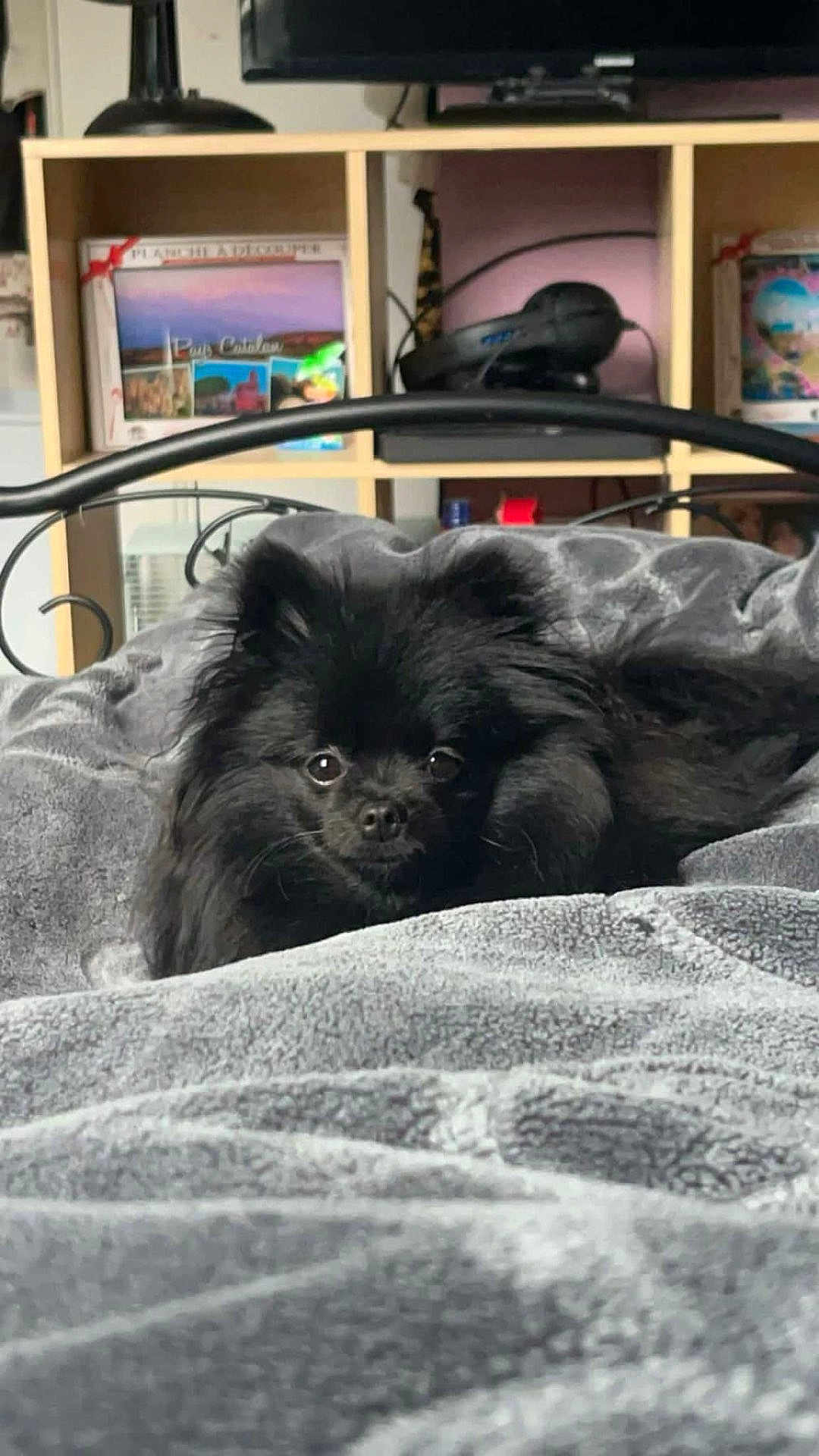 Praline participe au concours pour gagner de l'argent avec cette photo : dog, black_dog, pet, bed, blanket, cozy, indoor, furniture, shelf, home, soft_texture, curious, cute, fur, resting, small_dog, animal, lying_down, closeup, comfort