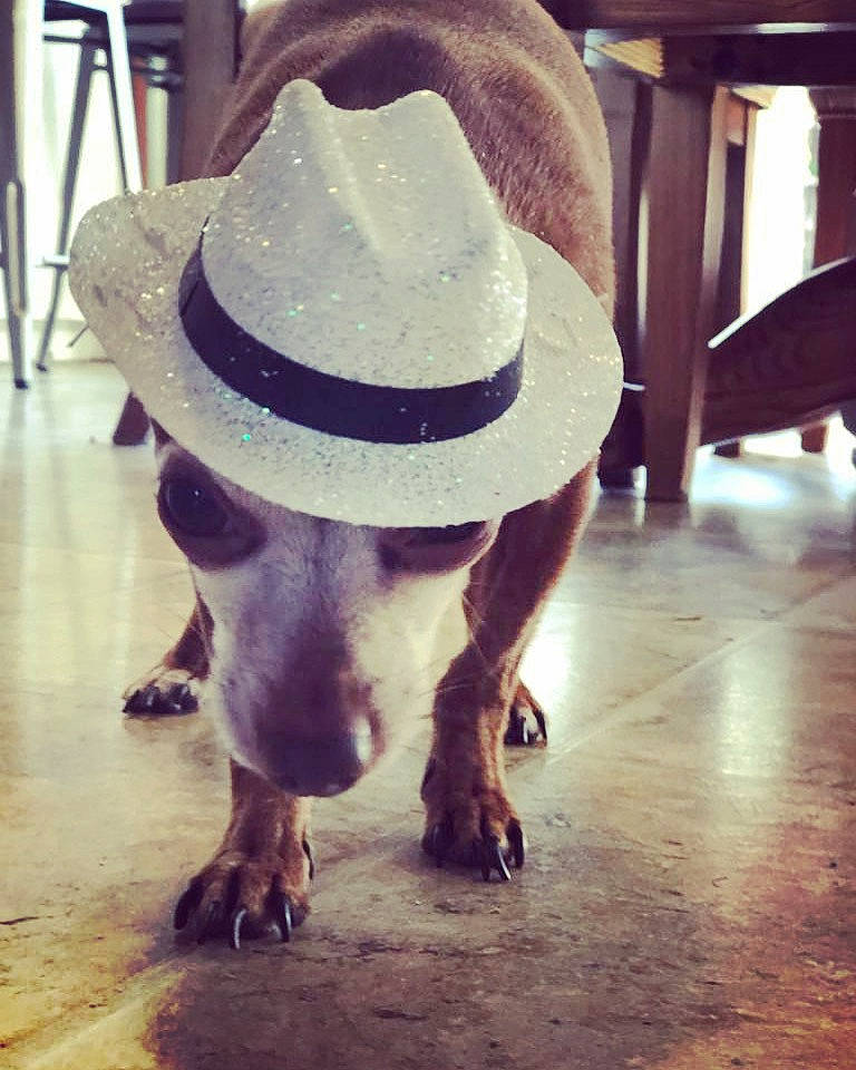 Hooch joined the competition — help win amazing prizes! cap, carnivore, companion_dog, dog, dog_breed, dog_collar, fashion_accessory, fawn, fedora, flooring, fur, hat, leash, metal, pet_supply, snout, sporting_group, sun_hat, tints_and_shades, working_animal