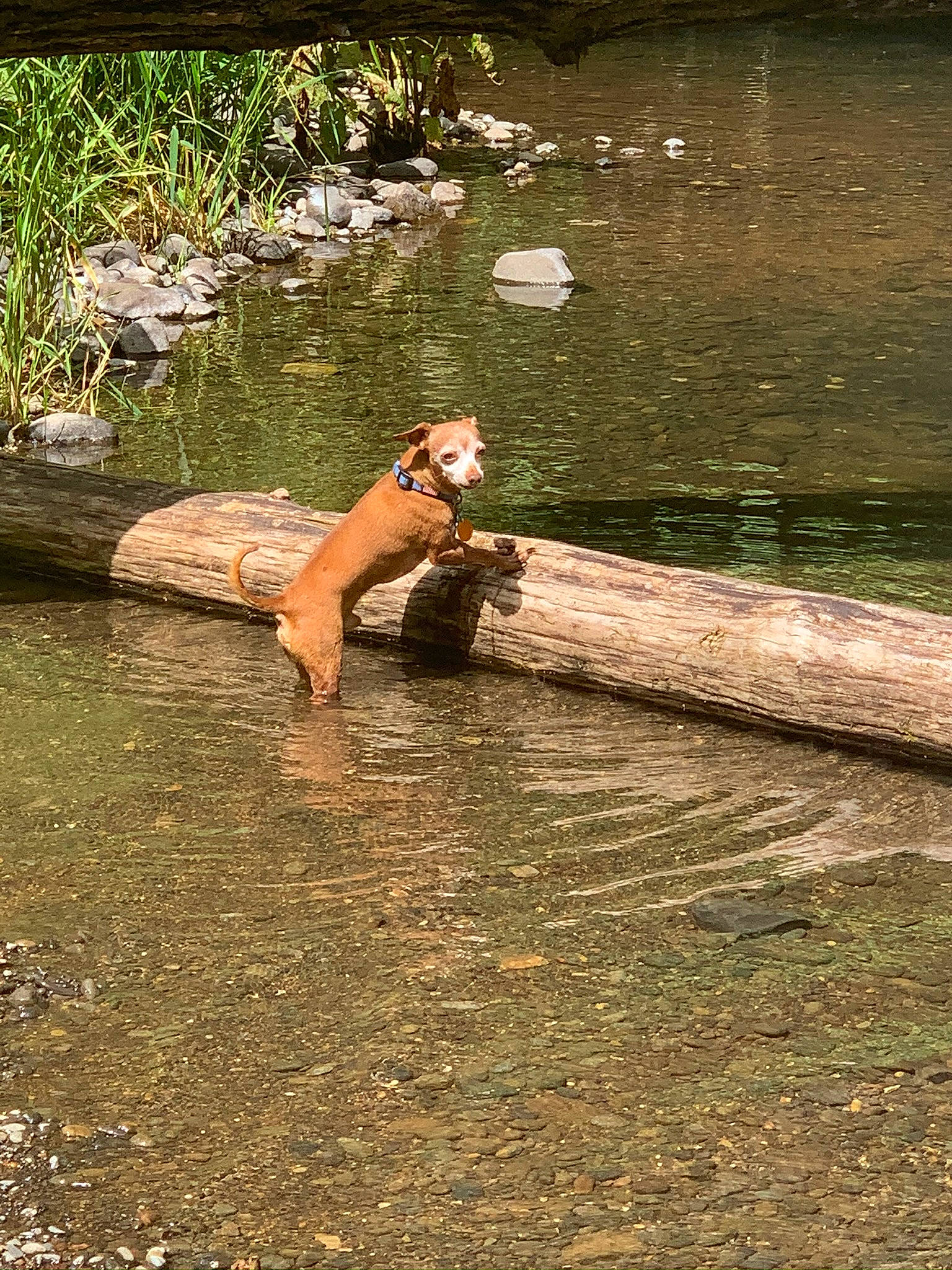 Hooch joined the competition — help win amazing prizes! bank, barechested, creek, fun, grass, lake, landscape, leisure, people_in_nature, plant, recreation, reflection, reservoir, rock, stream, tree, water, watercourse, wildlife, wood