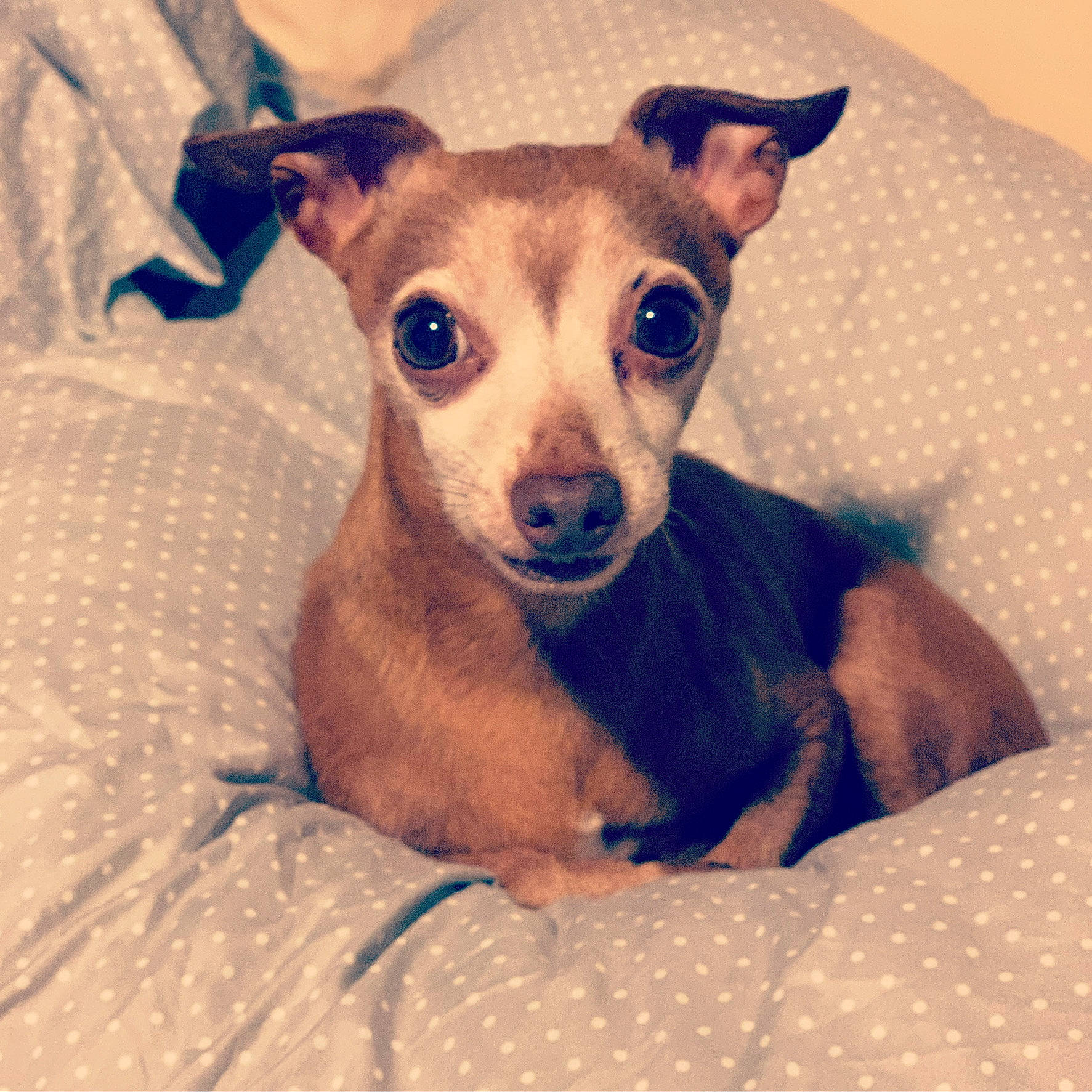 Hooch joined the competition — help win amazing prizes! canidae, carnivore, chihuahua, comfort, companion_dog, dog, dog_breed, dog_supply, ear, eye, fawn, fur, puppy, snout, sporting_group, sunglasses, toy_dog, whiskers, working_animal