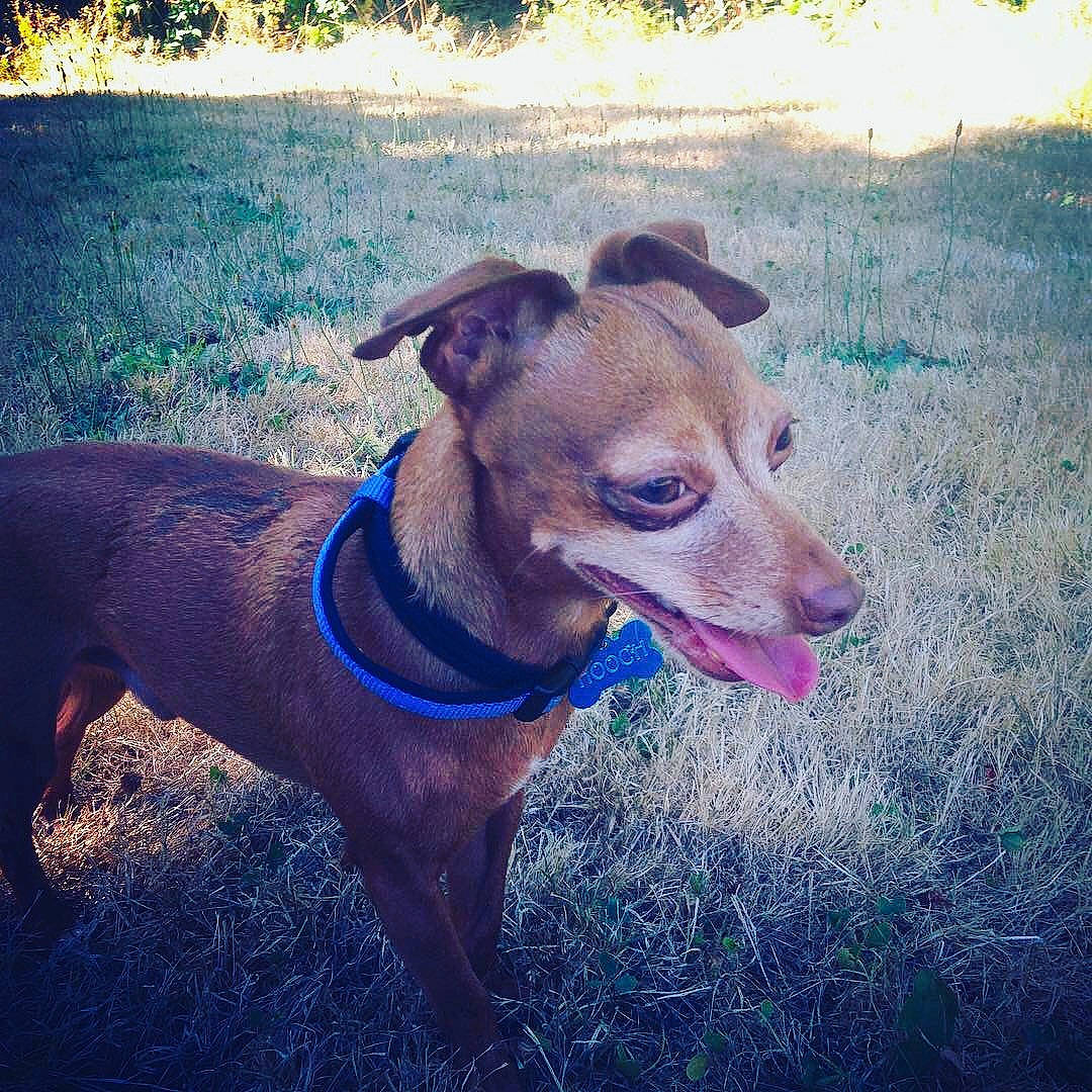 Hooch is registered to the contest to win money with this photo: carnivore, cloud, collar, companion_dog, dog, dog_breed, dog_collar, dog_supply, electric_blue, fawn, grass, pet_supply, plant, rectangle, sky, snout, sporting_group, tints_and_shades, whiskers, working_animal