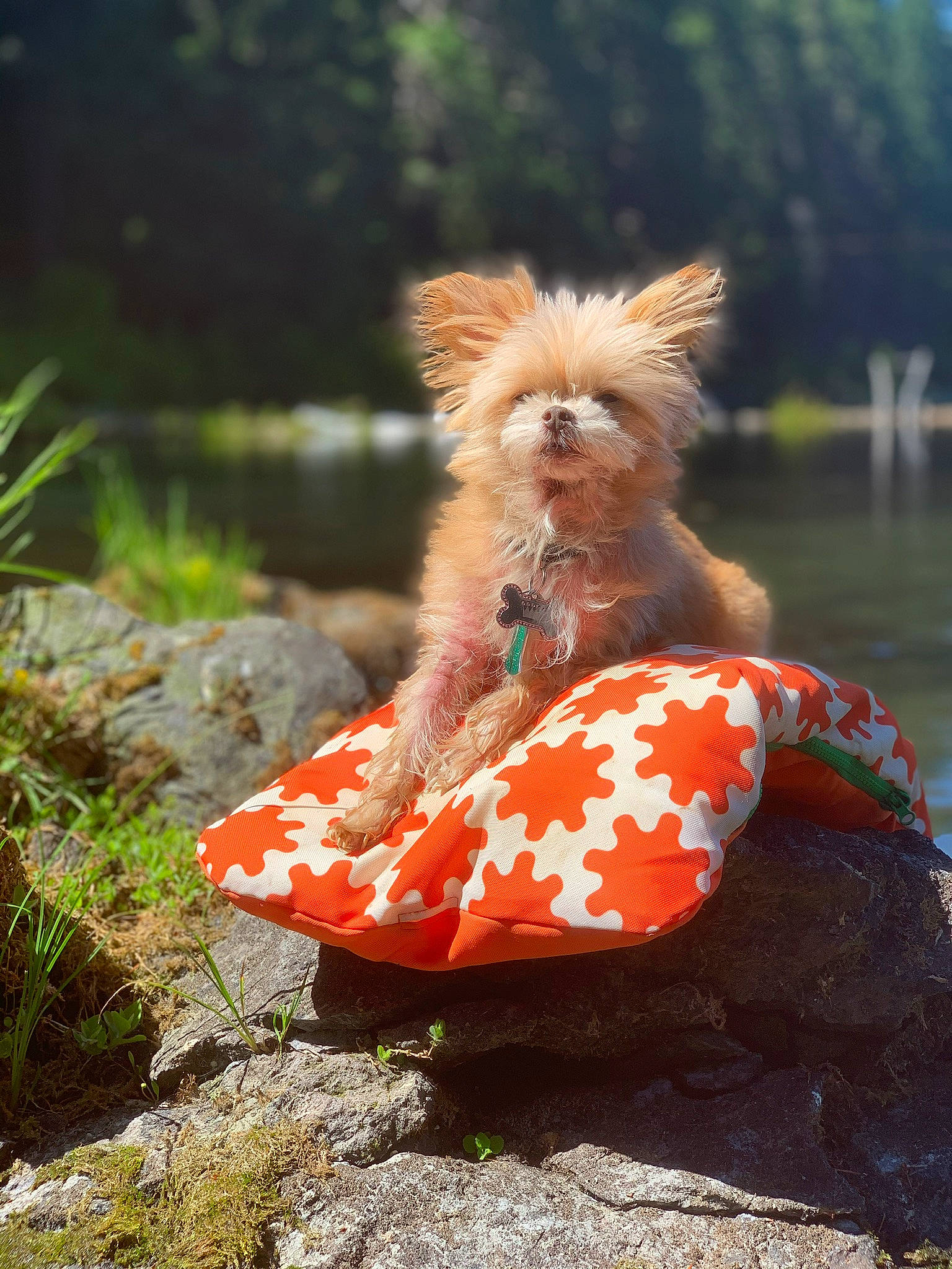 Halo is registered to the contest to win money with this photo: canidae, carnivore, companion_dog, dog, dog_breed, dog_clothes, dog_supply, fawn, fur, grass, hat, liver, plant, snout, sporting_group, tail, terrier, toy_dog, vertebrate, yorkshire_terrier