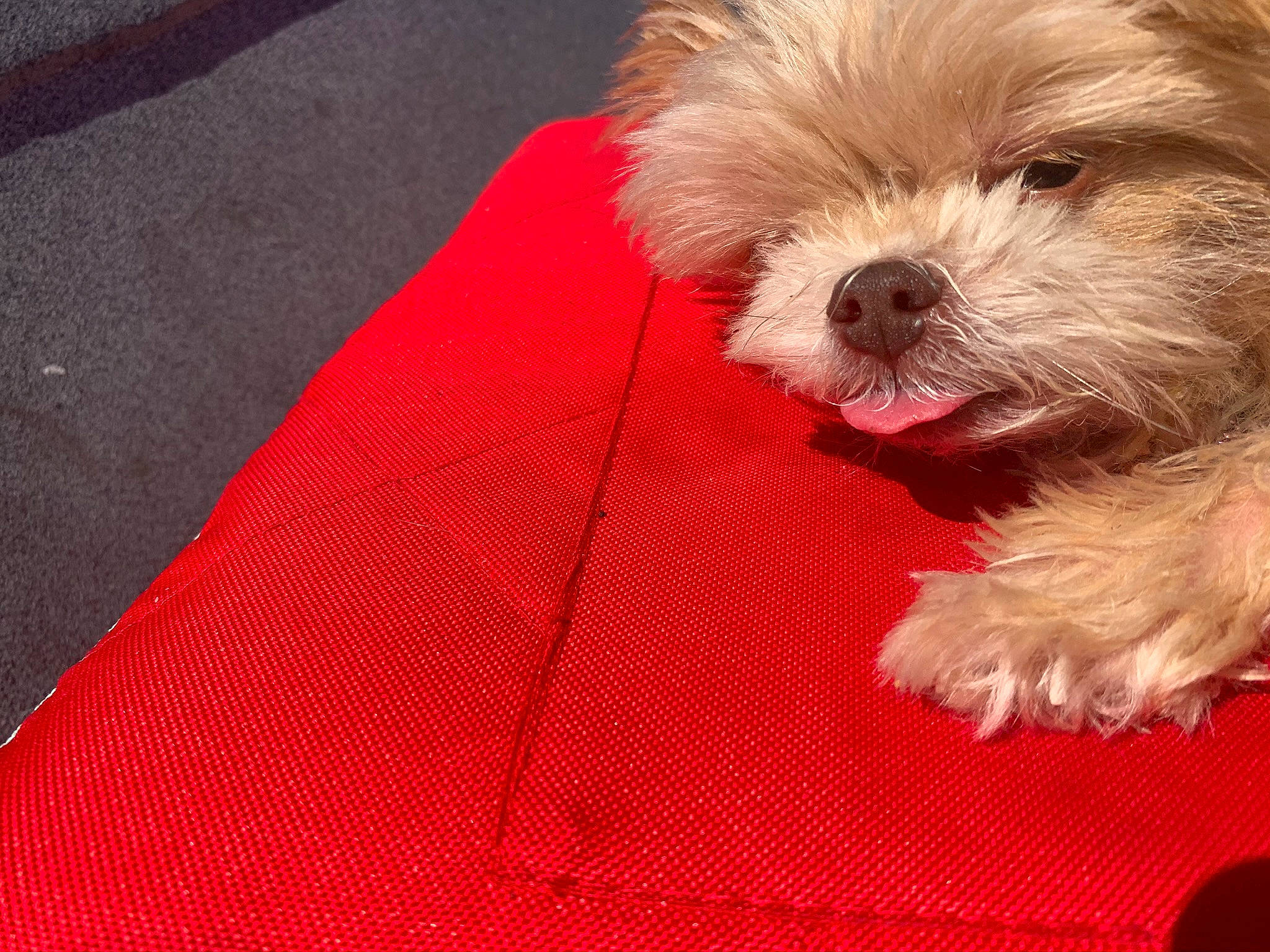 Halo joined the competition — help win amazing prizes! canidae, carnivore, cockapoo, comfort, companion_dog, dog, dog_breed, fur, mal_shi, pattern, poodle_crossbreed, puppy_love, shih_poo, shih_tzu, small_terrier, snout, sporting_group, terrier, toy_dog, working_animal