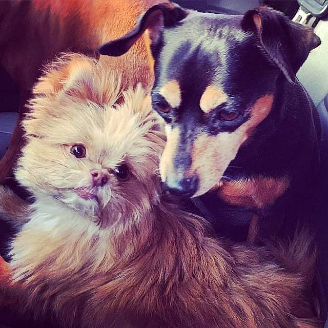 Halo is registered to the contest to win money with this photo: canidae, carnivore, cat, cloud, companion_dog, dog, dog_breed, ear, fawn, felidae, fur, happy, love, paw, puppy, puppy_love, snout, sporting_group, toy_dog, whiskers