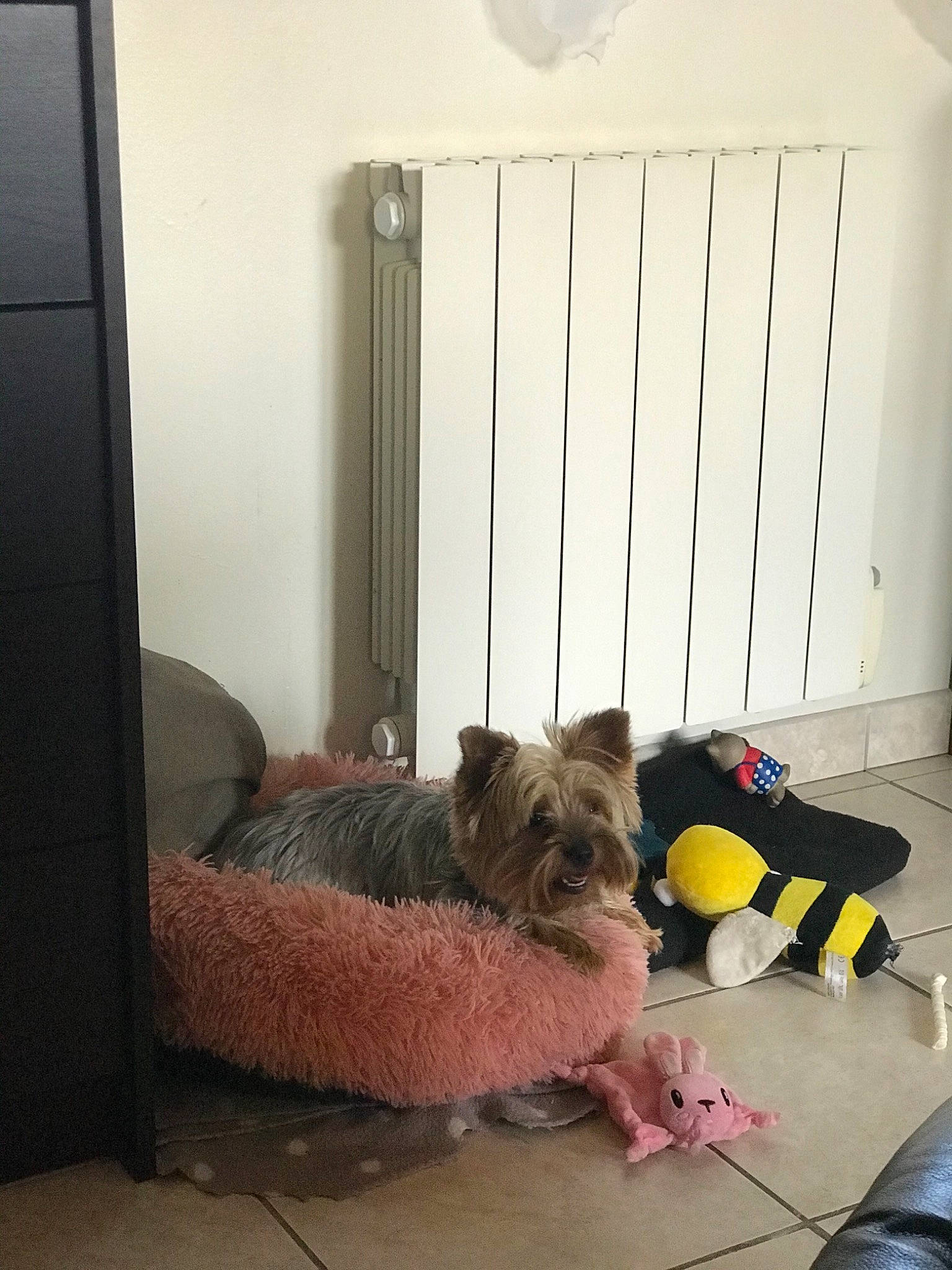 Princesse a rejoint le concours — aidez-le/la à gagner de superbes lots ! cairn_terrier, canidae, carnivore, dog, dog_breed, floor, furniture, room, terrier