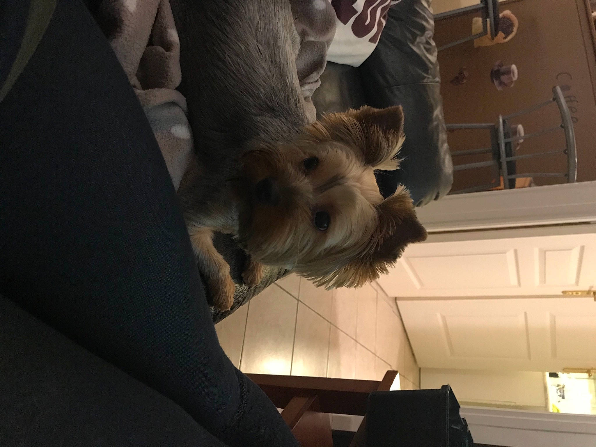 Princesse a rejoint le concours — aidez-le/la à gagner de superbes lots ! canidae, carnivore, companion_dog, dog, dog_breed, leg, miniature_schnauzer, schnauzer, small_terrier, sporting_group, terrier, yorkshire_terrier