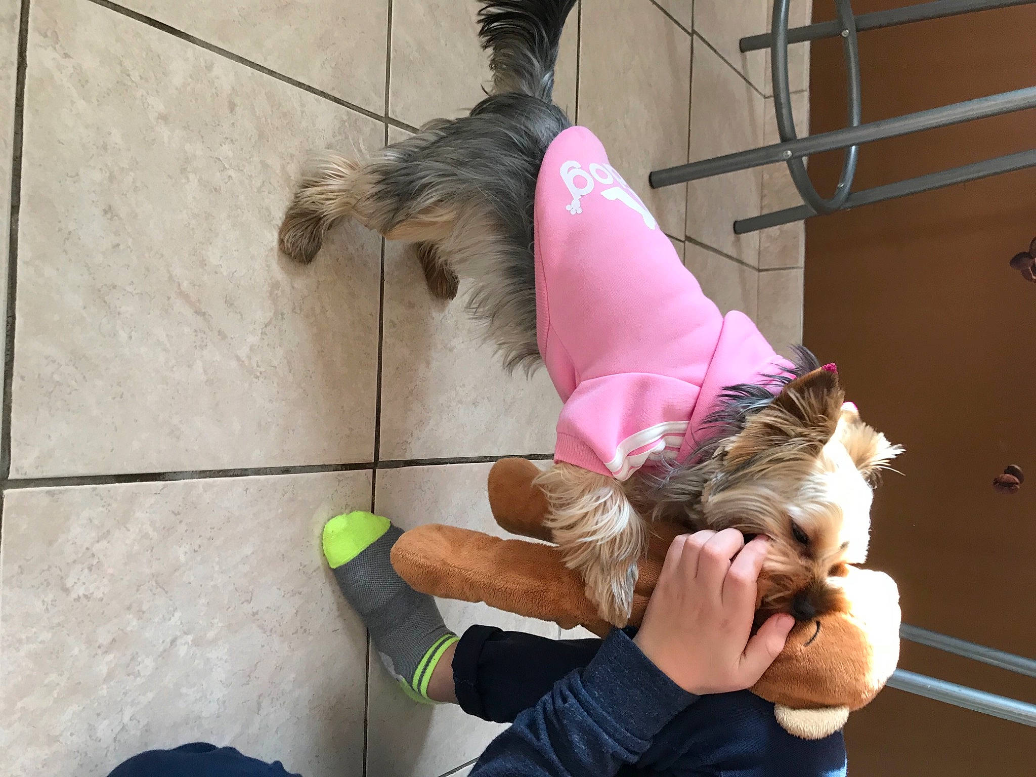 Princesse participe au concours pour gagner de l'argent avec cette photo : arm, cat, ear, human_body, joint, leg, organism, physical_fitness, pink, shoulder, tail