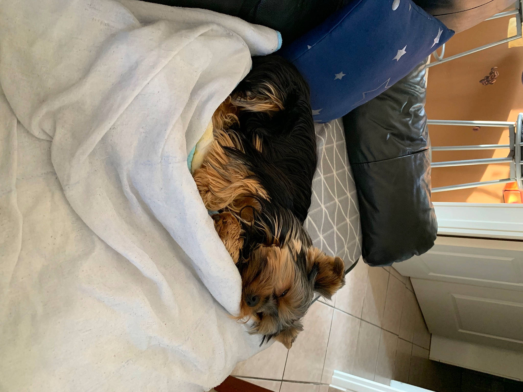 Patapouf participe au concours pour gagner de l'argent avec cette photo : bat, carnivore, claw, comfort, companion_dog, dog, dog_breed, door, felidae, fur, linens, nap, room, small_to_medium_sized_cats, sporting_group, tail, wood