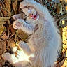 Plume a rejoint le concours — aidez-le/la à gagner de superbes lots ! cat, kitten, white_cat, fluffy, fur, animal, pet, lying_down, sleepy, playful, raised_paw, open_mouth, outdoor, autumn, leaves, nature, sunlight, ground, cute, portrait