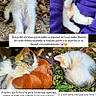 kitten, cat, calico, tricolor, sleeping, lying_down, standing, cuddling, plush_toy, outdoor, grass, leaves, purple_blanket, close_up, animal_portrait, photo_collage, text_overlay, memorial, cute, small_animal