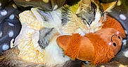 Plume a rejoint le concours — aidez-le/la à gagner de superbes lots ! cat, kitten, calico, sleeping, sleepy, stuffed_toy, plush_toy, blanket, polka_dots, cozy, indoors, pet, animal, cuddling, resting, whiskers, ears, tail, diaper, portrait