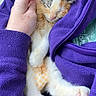 Plume participe au concours pour gagner de l'argent avec cette photo : kitten, cat, calico, sleeping, cuddling, hand, person, purple_jacket, fleece, paw, whiskers, closed_eyes, pink_nose, bandage, belly, rescue, outdoor, wooden_deck, cozy, cute