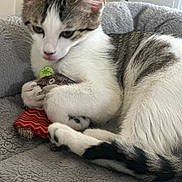 Aaron participe au concours pour gagner de l'argent avec cette photo : kitten, cat, pet, toy, plush_bed, gray, white, tabby, indoor, cute, feline, resting, cozy, soft, paw, young, animal, domestic, fur, sleepy