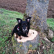Marley participe au concours pour gagner de l'argent avec cette photo : animal, black, brown, canine, dog, ears, fur, grass, ground, harness, leaf, moss, nature, outdoor, pet, plant, soil, tree, tree_stump, watching