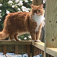 Scout is registered to the contest to win money with this photo: animal, cat, curious, cushions, flowers, fluffy, fur, garden, greenery, nature, orange_cat, outdoor, patterned_cushions, pet, railing, standing, summer, white_chest, white_flowers, wooden_deck