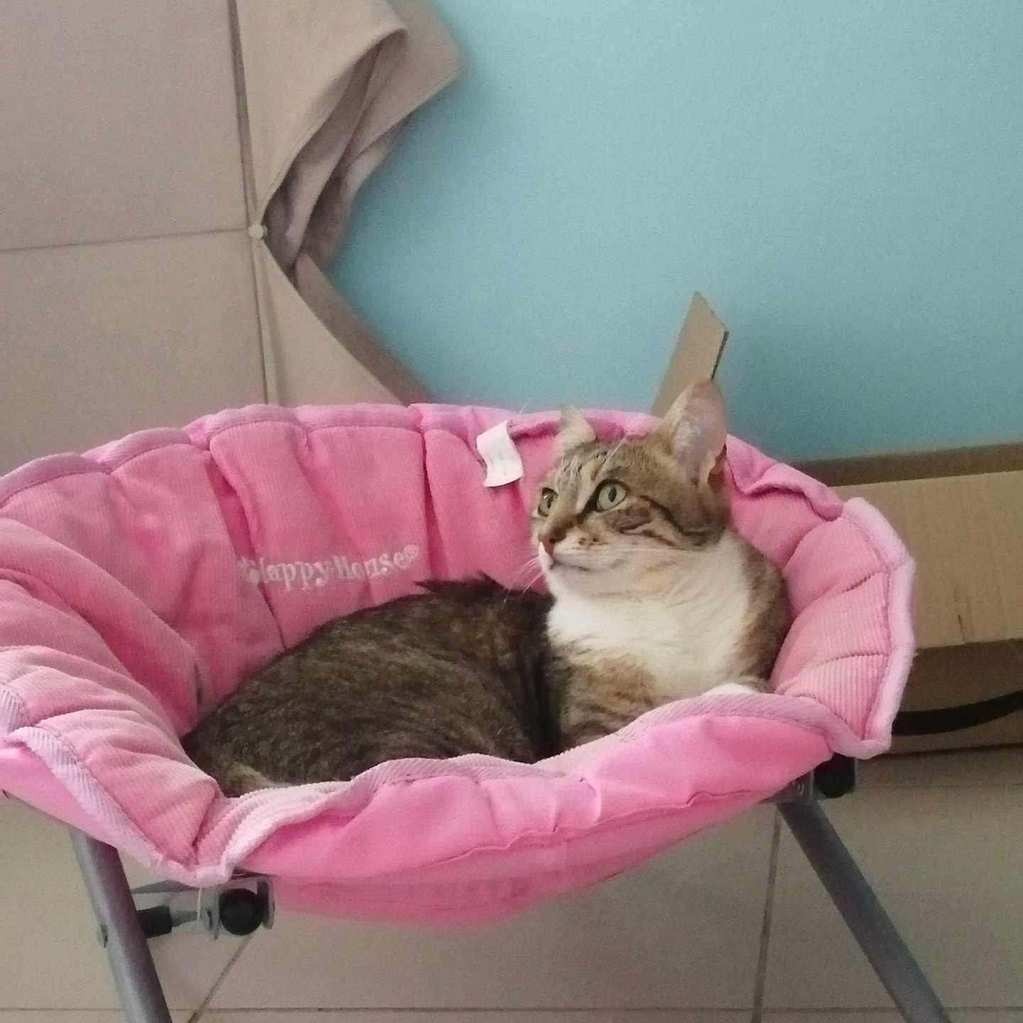 Isis a rejoint le concours — aidez-le/la à gagner de superbes lots ! abyssinian, accessories, animal, armchair, bag, basket, bed, cat, chair, cradle, crib, cushion, furniture, handbag, homedecor, infantbed, kitten, manx, pet, siamese