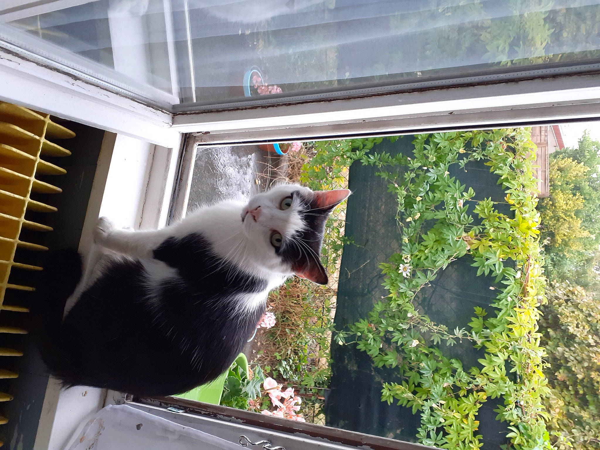 Julius participe au concours pour gagner de l'argent avec cette photo : carnivore, cat, daylighting, domestic_short_haired_cat, felidae, fixture, fur, glass, grass, house, line, plant, small_to_medium_sized_cats, tail, tree, vertebrate, whiskers, window, window_blind, wood