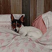 Vasco a rejoint le concours — aidez-le/la à gagner de superbes lots ! dog, bed, pillow, blanket, resting, indoor, cozy, small_dog, ears, wooden_headboard, patterned_bedding, pet, cute, relaxed, furniture, sleepy, domestic, animal, comfort, calm