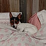 dog, bed, pillow, blanket, resting, indoor, cozy, small_dog, ears, wooden_headboard, patterned_bedding, pet, cute, relaxed, furniture, sleepy, domestic, animal, comfort, calm