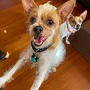 Lobo is registered to the contest to win money with this photo: dog, indoor, wooden_floor, pet, canine, happy, jumping, playful, brown, white, collar, fur, ears, animal, companion, house, couch, curious, domestic, friendly