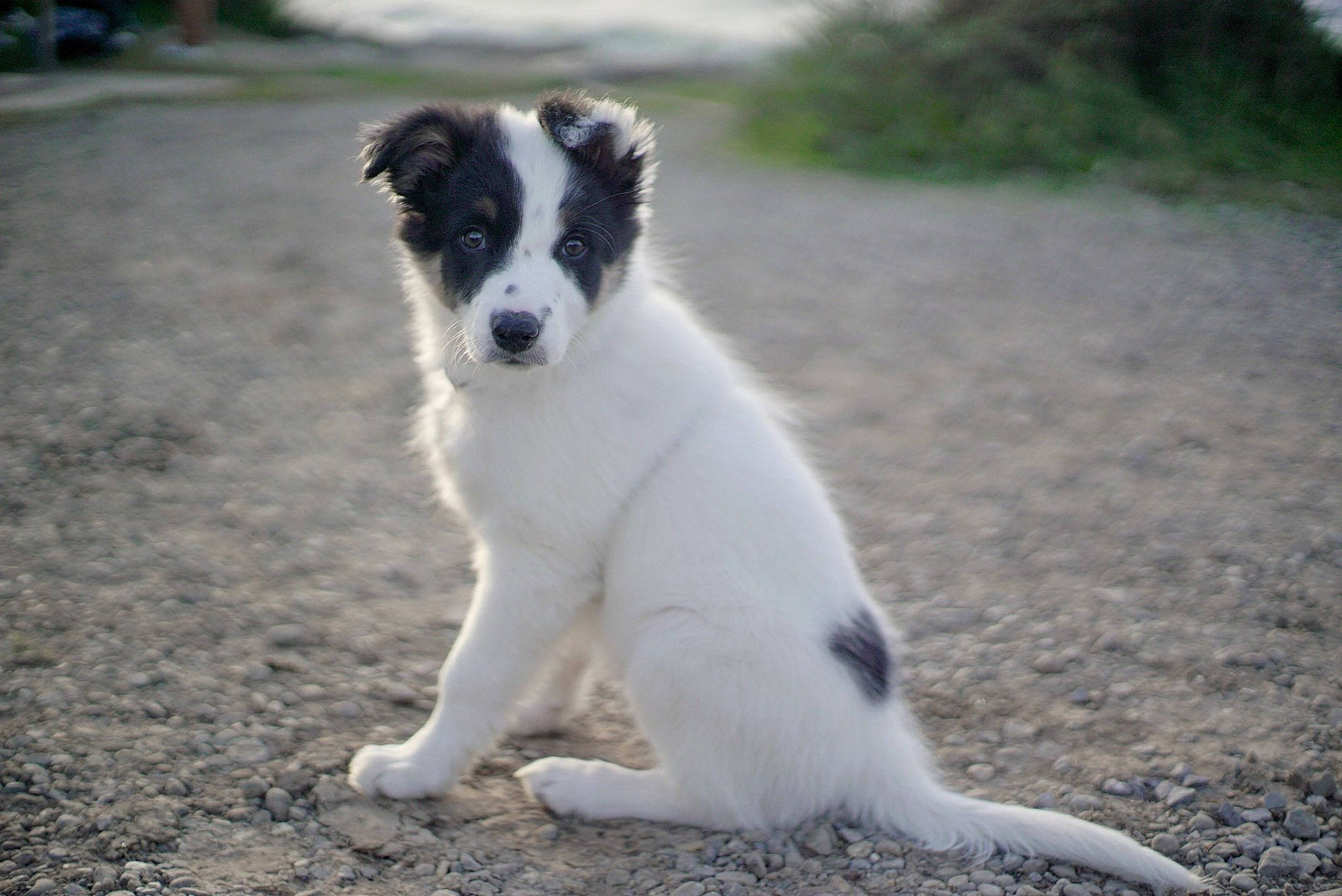Elurra participe au concours pour gagner de l'argent avec cette photo : australian_collie, border_collie, canidae, carnivore, companion_dog, dog, dog_breed, mammal, miniature_australian_shepherd, rare_breed_dog, vertebrate