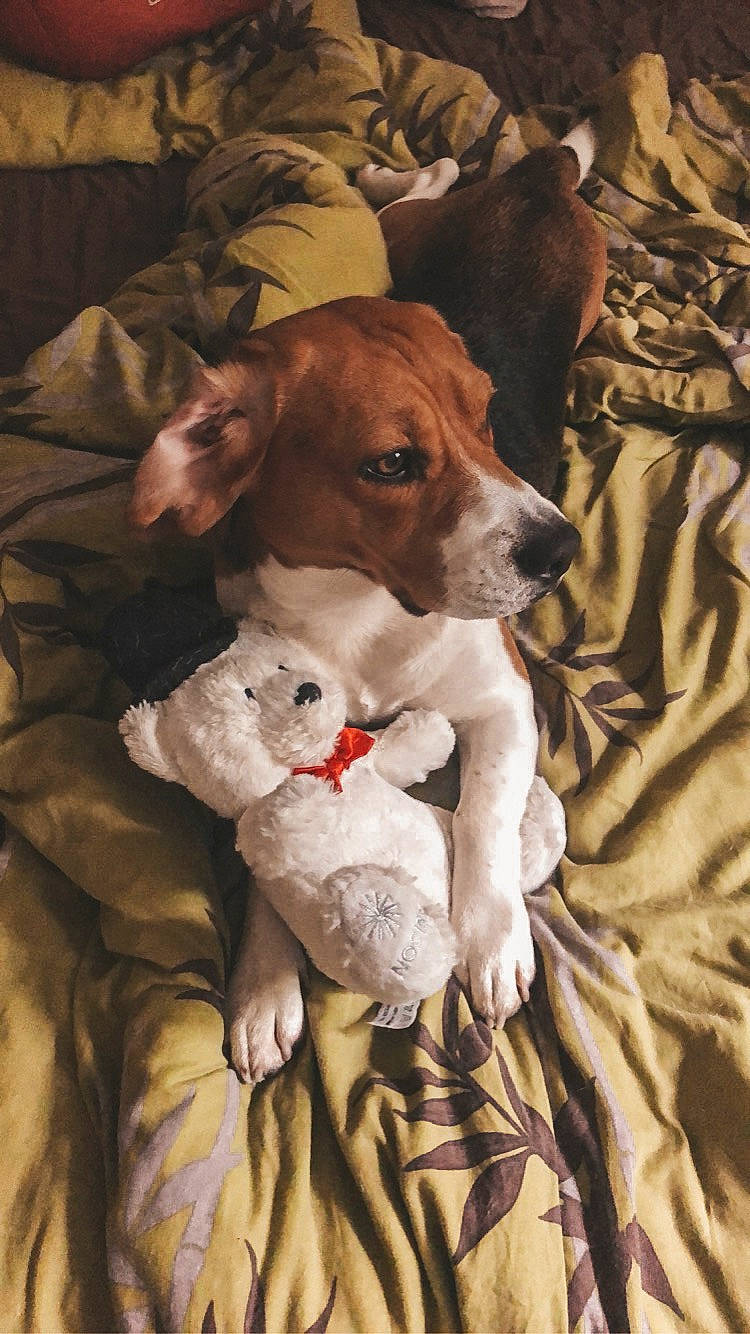 Harlem a rejoint le concours — aidez-le/la à gagner de superbes lots ! canidae, carnivore, companion_dog, dog, dog_breed, fawn, hunting_dog, mammal, pachon_navarro, pointer, sporting_group, vertebrate