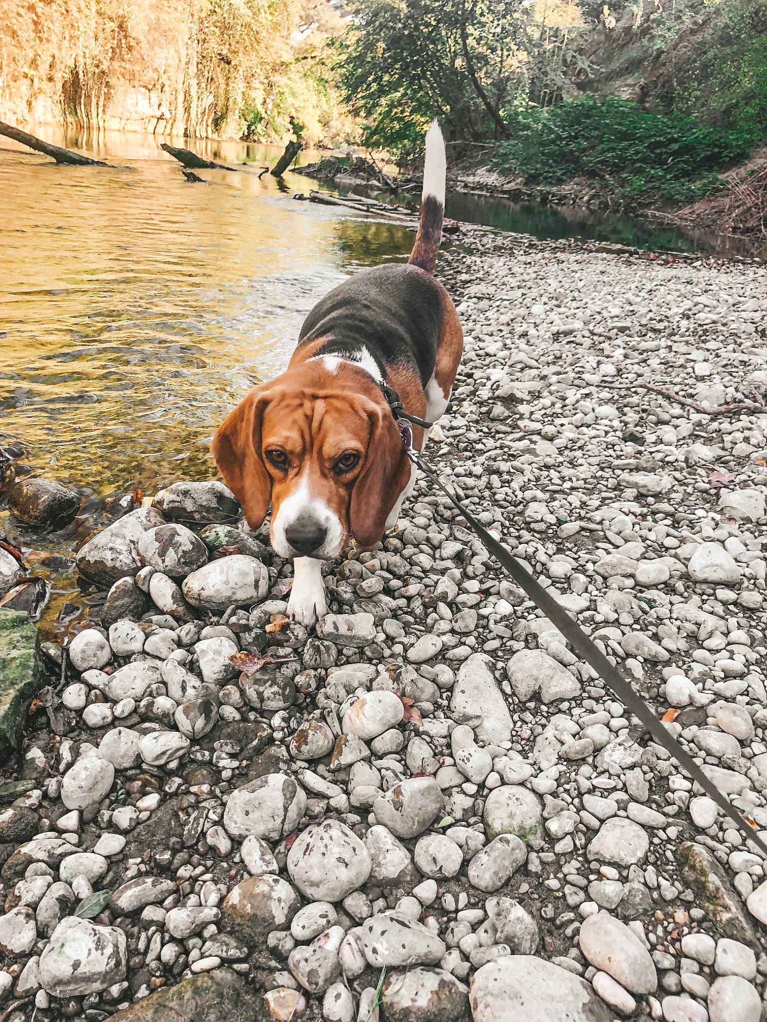 Harlem participe au concours pour gagner de l'argent avec cette photo : adventure, beagle, canidae, carnivore, dog, dog_breed, drever, fawn, finnish_hound, harrier, hound, hunting_dog, posavac_hound, sporting_group