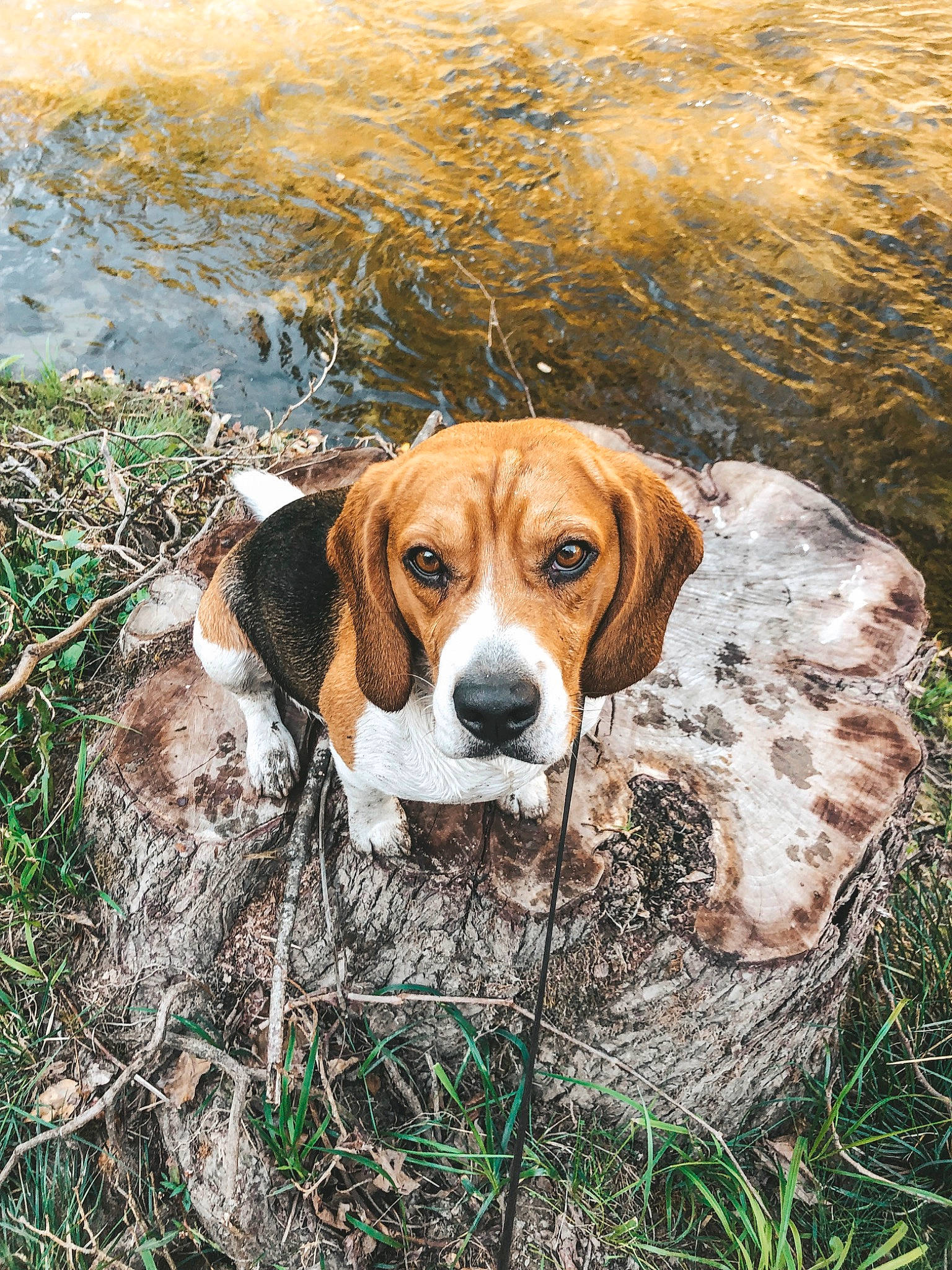 Harlem a rejoint le concours — aidez-le/la à gagner de superbes lots ! american_foxhound, beagle, beagle_harrier, canidae, carnivore, dog, dog_breed, english_coonhound, english_foxhound, estonian_hound, finnish_hound, grand_anglo_francais_tricolore, hamiltonstovare, harrier, hound, hunting_dog, mammal, serbian_tricolour_hound, sporting_group, vertebrate