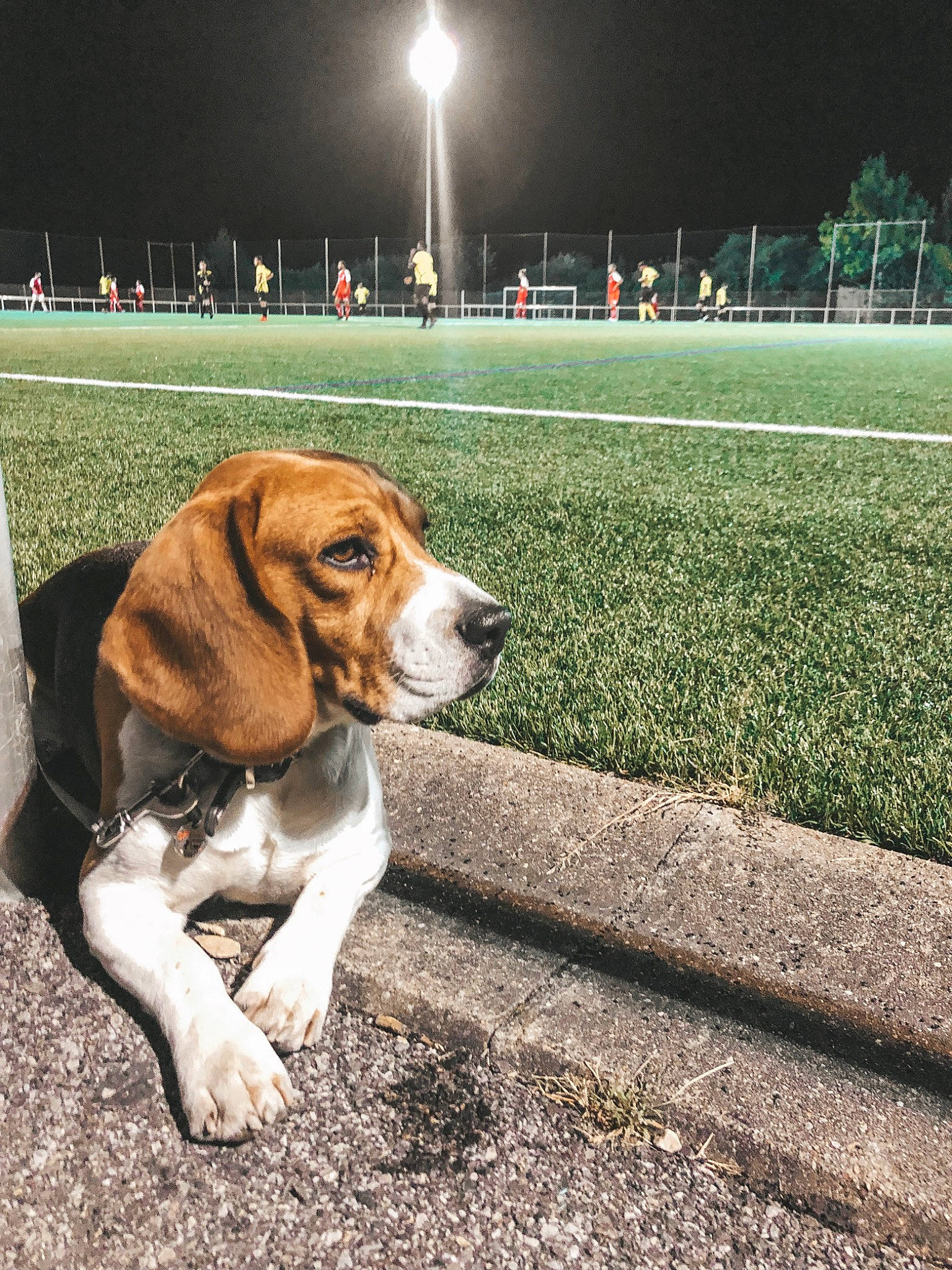 Harlem participe au concours pour gagner de l'argent avec cette photo : american_foxhound, basset_artesien_normand, basset_hound, beagle, beagle_harrier, canidae, carnivore, dog, dog_breed, english_foxhound, estonian_hound, finnish_hound, hamiltonstovare, harrier, hound, mammal, nose, scent_hound, snout, vertebrate