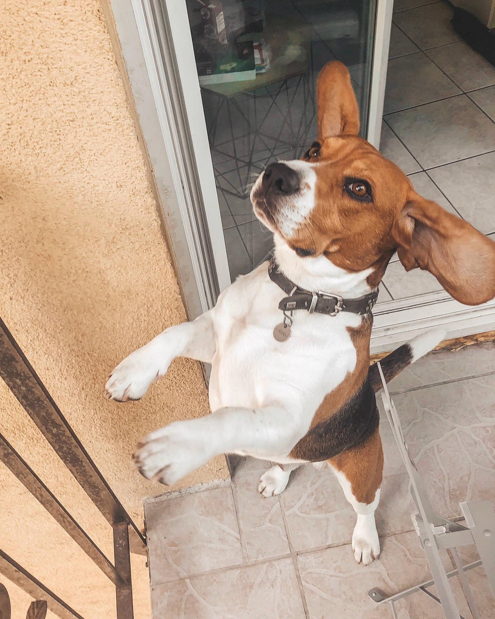 Harlem participe au concours pour gagner de l'argent avec cette photo : beagle, brazilian_terrier, canidae, carnivore, companion_dog, dog, dog_breed, ear, fawn, feist, hunting_dog, jack_russell_terrier, mammal, puppy, ratonero_bodeguero_andaluz, snout, sporting_group, teddy_roosevelt_terrier