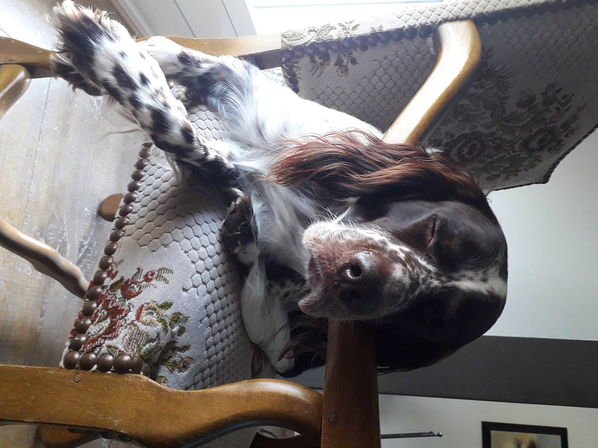 Orko participe au concours pour gagner de l'argent avec cette photo : bovine, cow_goat_family, fawn, fur, horn, livestock, metal, snout, tail, terrestrial_animal, wildlife, windshield, wing, wire_fencing, wood, working_animal, zoo