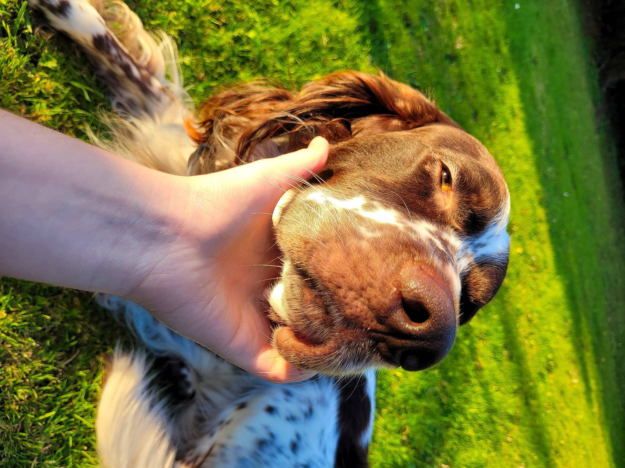 Orko participe au concours pour gagner de l'argent avec cette photo : camel, carnivore, companion_dog, dog_breed, ear, fawn, grass, hand, happy, jaw, liver, livestock, people_in_nature, plant, smile, snout, terrestrial_animal, whiskers, wildlife, working_animal