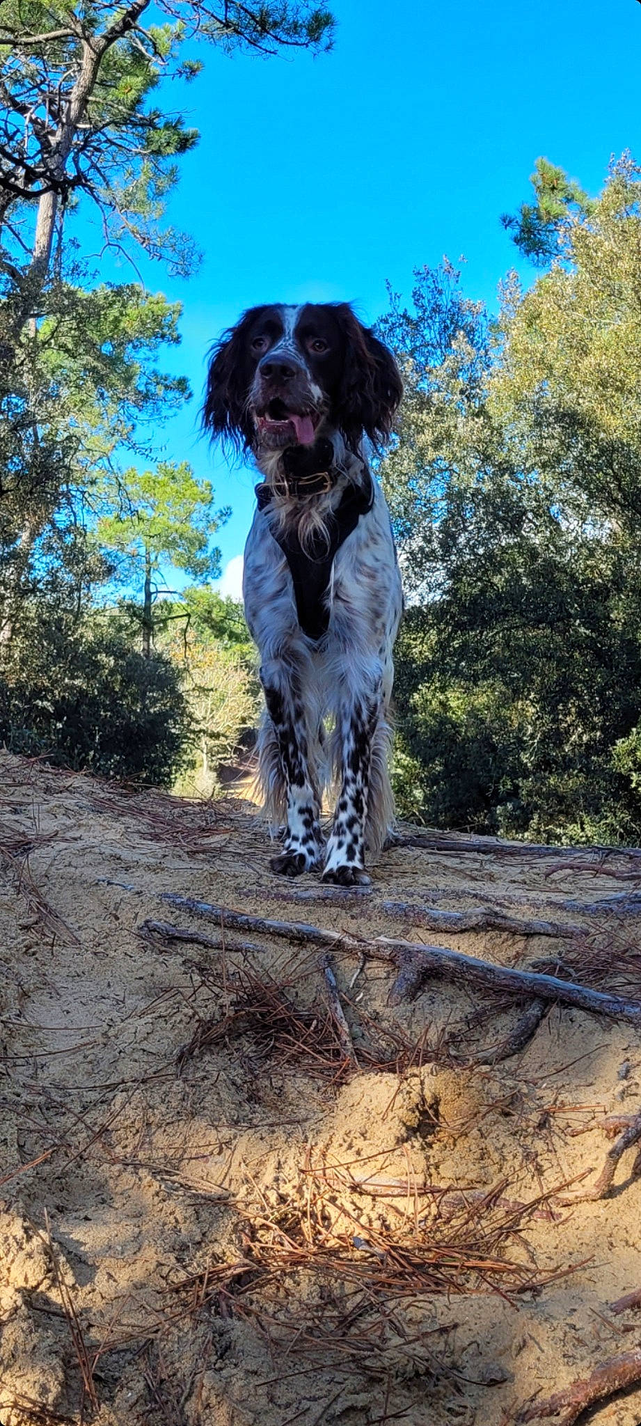 Orko a rejoint le concours — aidez-le/la à gagner de superbes lots ! carnivore, companion_dog, dog, dog_breed, forest, grass, gun_dog, liver, plant, sky, soil, spaniel, sporting_group, tail, terrier, toy_dog, tree, water, water_dog, working_animal