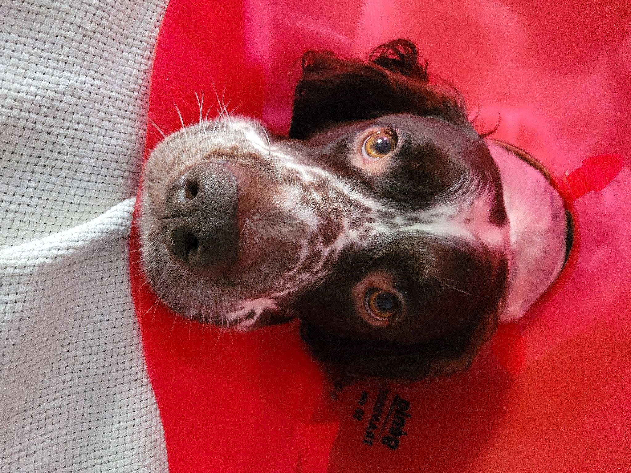 Orko a rejoint le concours — aidez-le/la à gagner de superbes lots ! canidae, carnivore, collar, companion_dog, dog, dog_breed, ear, fawn, fur, liver, non_sporting_group, paw, snout, spaniel, sporting_group, whiskers, working_animal, woven_fabric