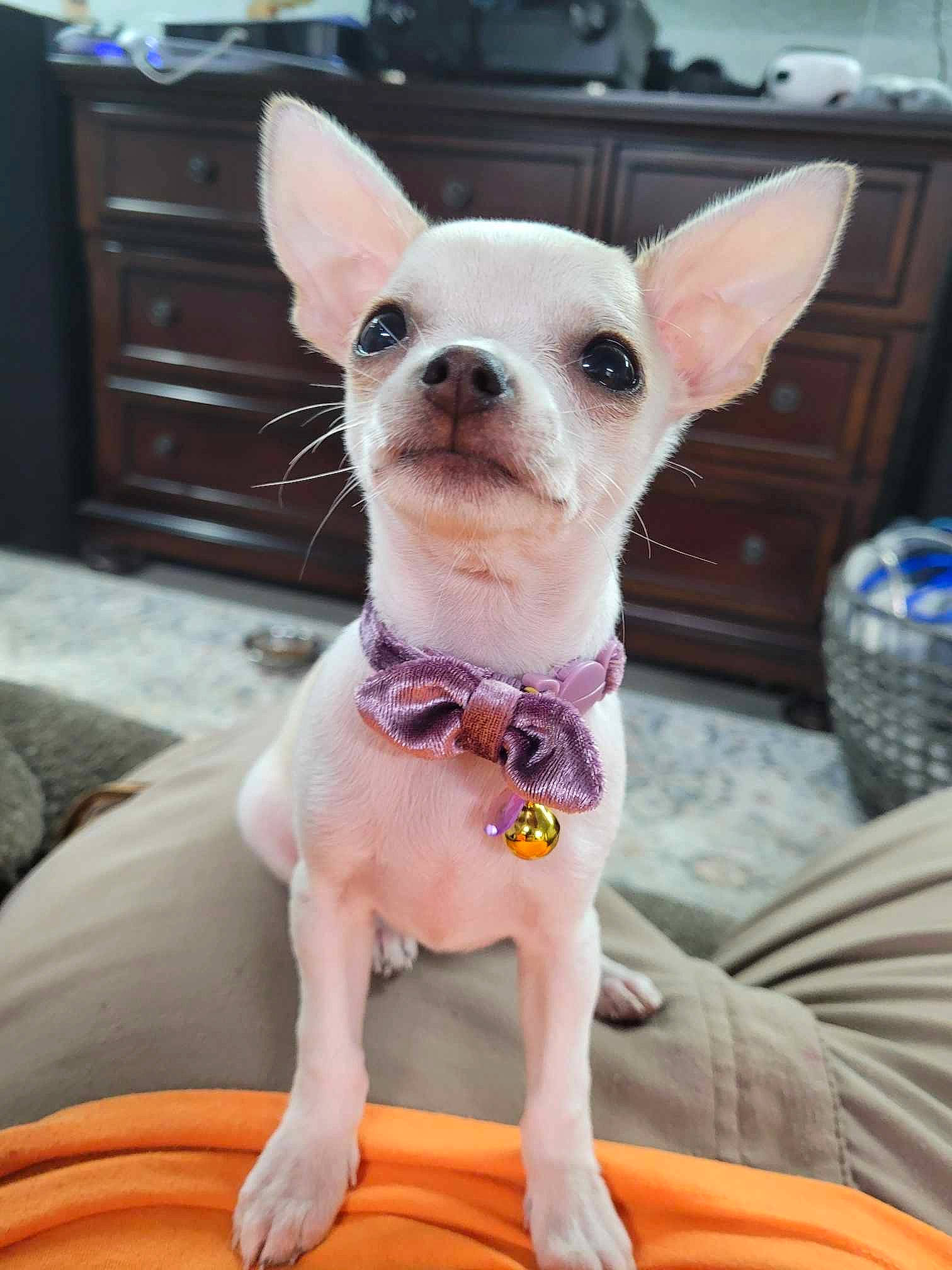Roxy joined the competition — help win amazing prizes! blue, cabinetry, carnivore, chihuahua, collar, comfort, companion_dog, dog, dog_breed, dog_clothes, dog_supply, ear, fawn, party_hat, pink, snout, sporting_group, toy_dog, whiskers, working_animal