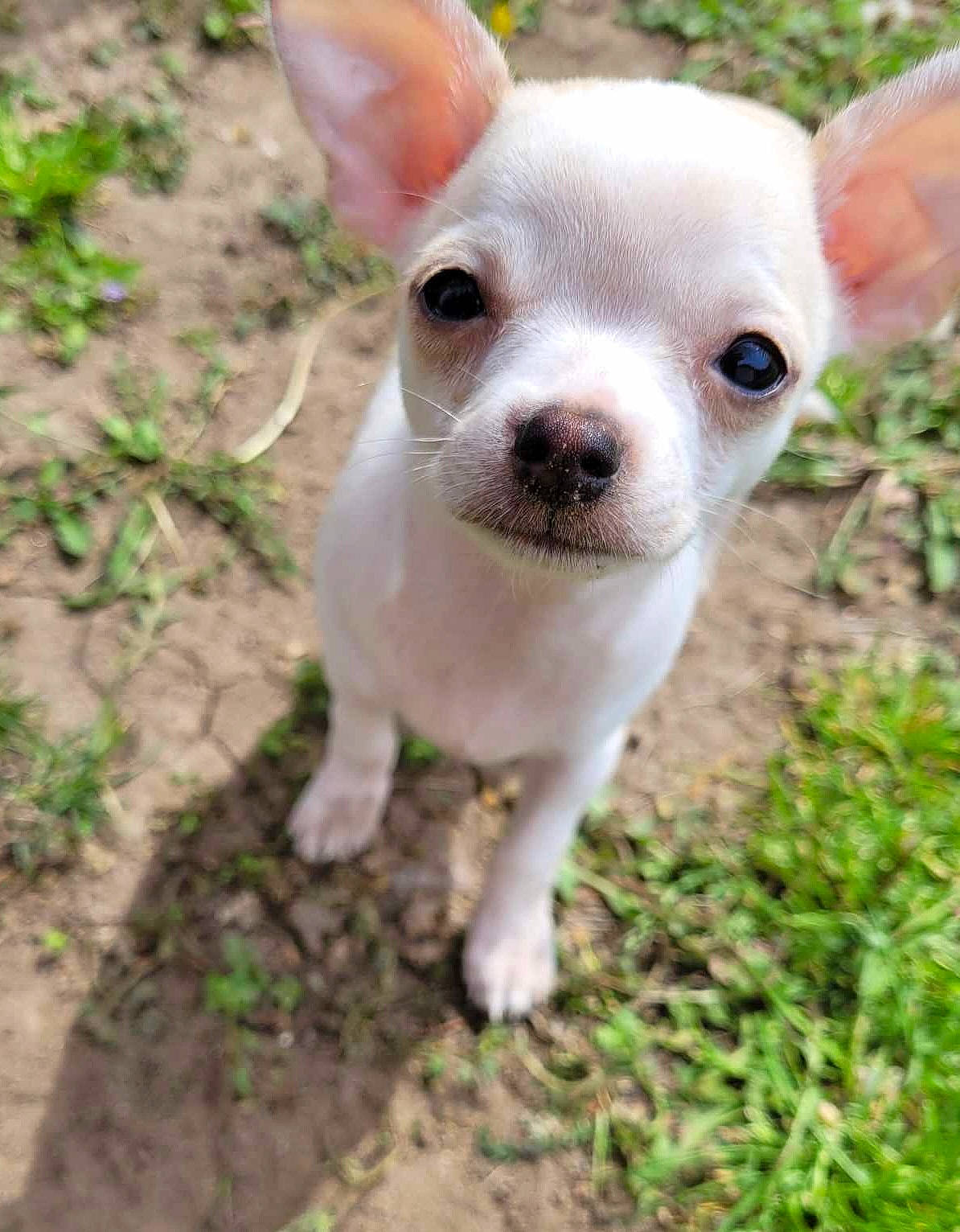 Roxy joined the competition — help win amazing prizes! canidae, carnivore, chihuahua, companion_dog, corgi_chihuahua, dog, dog_breed, ear, fawn, grass, plant, puppy, russkiy_toy, soil, sporting_group, tail, terrestrial_animal, toy_dog, whiskers, working_animal