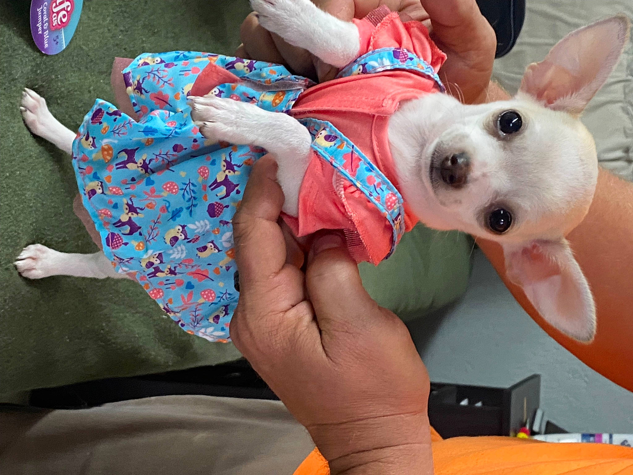 Roxy is registered to the contest to win money with this photo: canidae, carnivore, child, companion_dog, dog, dog_breed, dog_clothes, dog_supply, fashion_accessory, fawn, happy, nail, non_sporting_group, pattern, snout, sporting_group, stuffed_toy, toy, toy_dog, working_animal