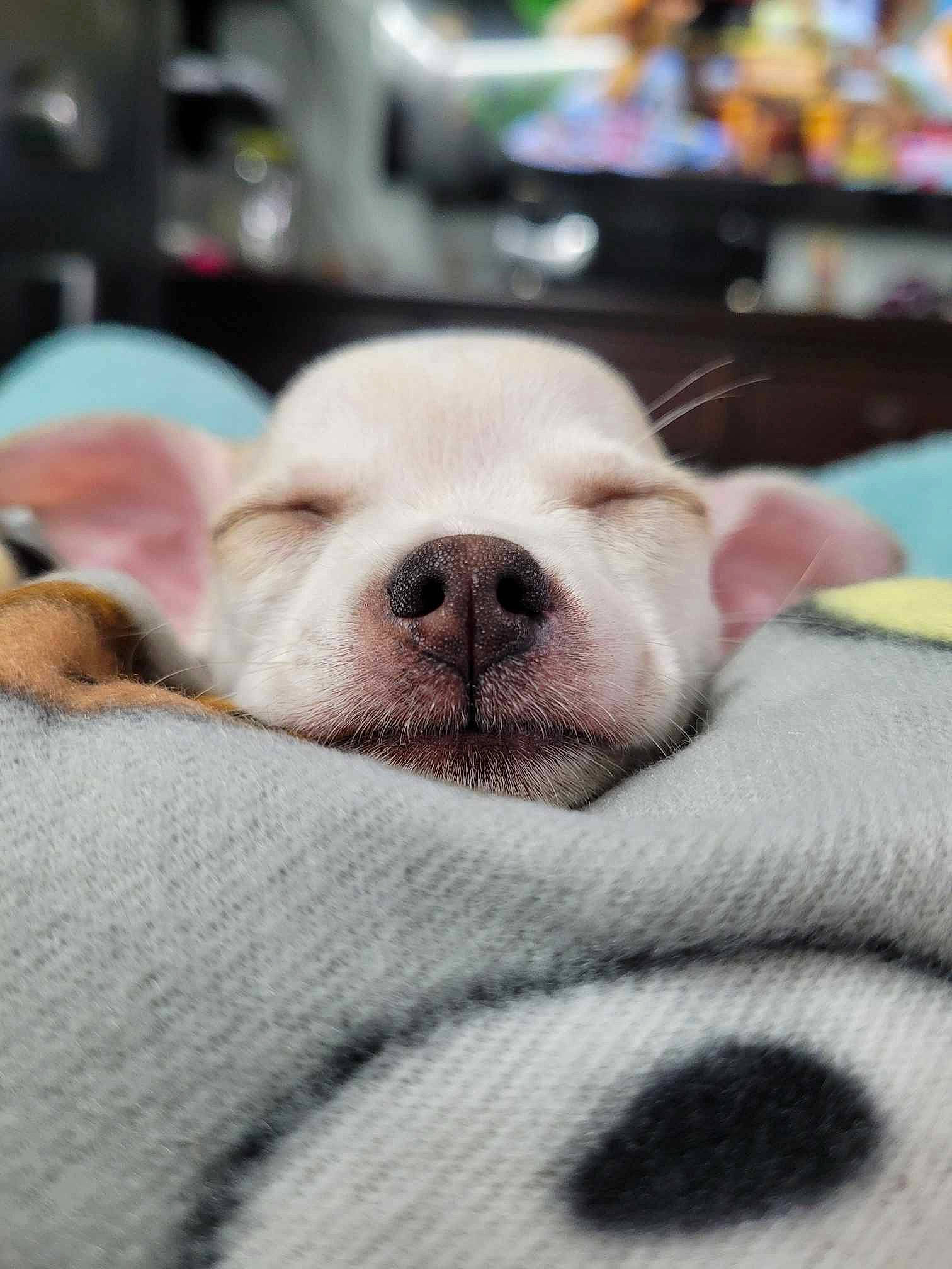 Roxy joined the competition — help win amazing prizes! canidae, carnivore, comfort, companion_dog, dog, dog_breed, dogo_argentino, fawn, fur, grey, linens, nap, sleep, snout, sporting_group, terrestrial_animal, toy_dog, whiskers, working_animal, wrinkle