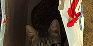 Tommy is registered to the contest to win money with this photo: cat, tabby, gift_bag, indoor, curious, pet, animal, feline, whiskers, ears, eyes, holiday, decor, paper_bag, floor, shadow, cute, small, looking_up, striped