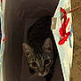 cat, tabby, gift_bag, indoor, curious, pet, animal, feline, whiskers, ears, eyes, holiday, decor, paper_bag, floor, shadow, cute, small, looking_up, striped
