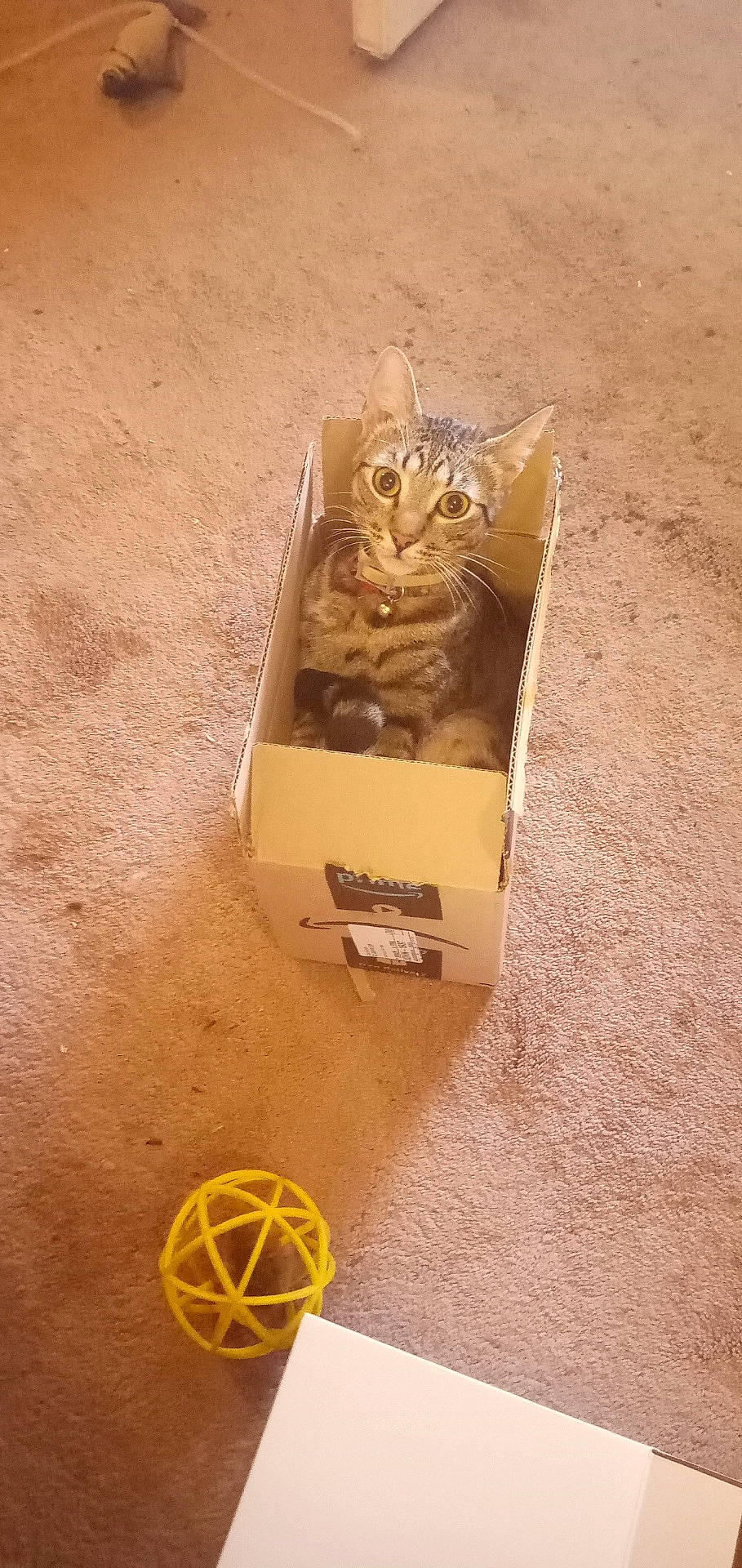 Tommy joined the competition — help win amazing prizes! abyssinian, alloywheel, animal, ball, box, car, cardboard, carton, carwheel, cat, kitten, machine, manx, pet, sphere, spoke, tire, transportation, vehicle, wheel