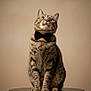 Tommy is registered to the contest to win money with this photo: cat, tabby, bow_tie, pet, animal, feline, sitting, table, portrait, indoor, curious, brown, striped, whiskers, ears, paws, furniture, looking_up, cute, domestic