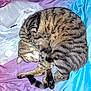 Tommy joined the competition — help win amazing prizes! cat, tabby_cat, sleeping, curled_up, pet, animal, feline, striped_fur, collar, indoor, blanket, plastic_bag, purple, blue, resting, cute, cozy, fur, paw, tail
