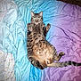 cat, tabby, pet, animal, lying_down, bed, blanket, colorful, purple, blue, fur, whiskers, paws, relaxed, indoor, cute, domestic_cat, sleepy, cozy, feline