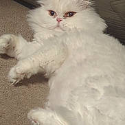 Mochi is registered to the contest to win money with this photo: animal, bow, carpet, cat, closeup, cozy, cute, domestic_cat, feline, fluffy, fur, indoor, laying_down, mammal, paw, pet, portrait, relaxed, whiskers, white_cat