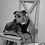 dog, chair, cushion, indoor, pet, canine, harness, relaxed, furniture, domestic, animal, looking_away, resting, seated, household, calm, side_view, monochrome, black_and_white, texture