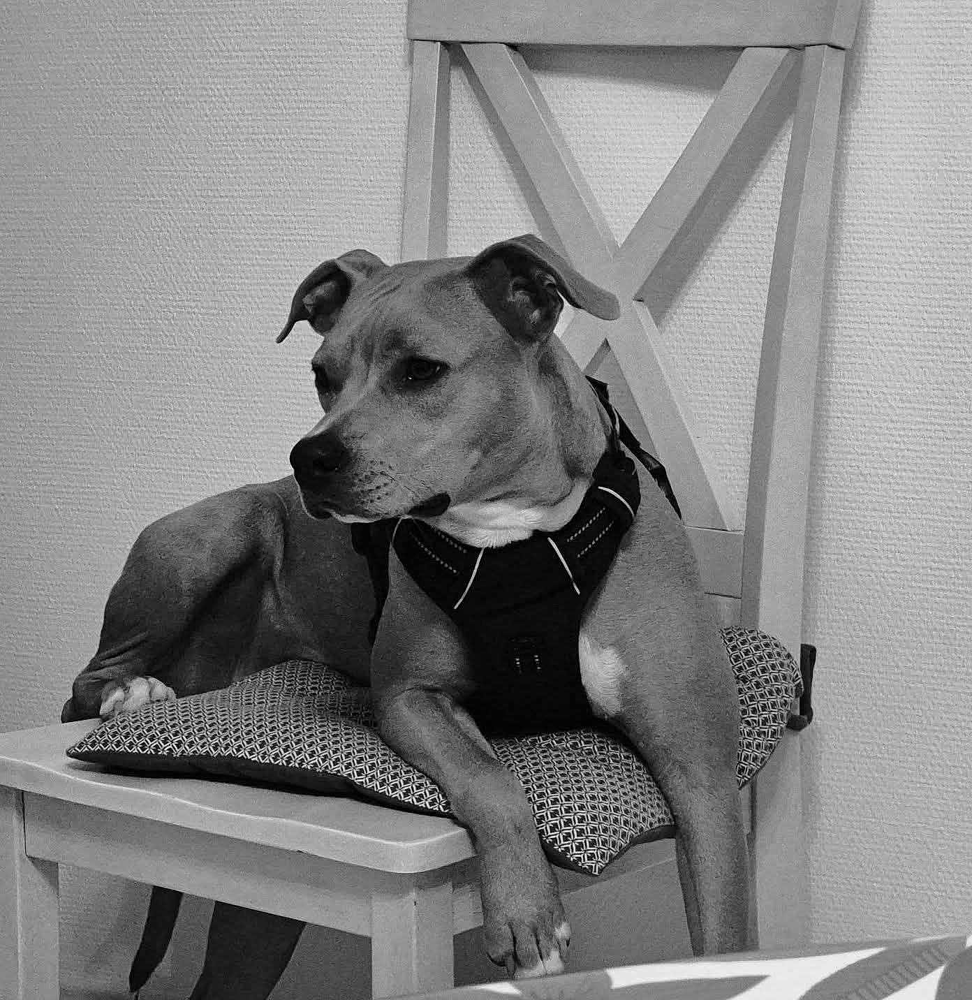 Sky participe au concours pour gagner de l'argent avec cette photo : dog, chair, cushion, indoor, pet, canine, harness, relaxed, furniture, domestic, animal, looking_away, resting, seated, household, calm, side_view, monochrome, black_and_white, texture