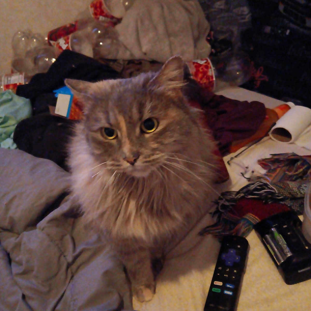 Puzzle is registered to the contest to win money with this photo: bed, blanket, cat, closeup, clutter, cozy, curious, domestic_animal, eyes, feline, fluffy, fur, gray_cat, household_items, indoor, messy, pet, remote_control, sitting, whiskers