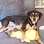 dog, toy, plush_duck, couch, indoor, relaxed, pet, animal, furniture, brown, black, white, paw, snout, ears, home, comfort, laying, stuffed_animal, domestic