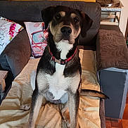 Upso a rejoint le concours — aidez-le/la à gagner de superbes lots ! dog, pet, couch, blanket, indoor, animal, collar, fur, pillow, home, floor, decor, plant, table, wood, sitting, canine, companion, resting, living_room